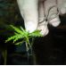 JBL ProScape Plantis шпильки для надёжной фиксации аквариумных растений 61368