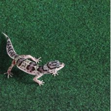 Коврик-субстрат Komodo Reptile Carpet 120x60см