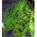 Коврик-субстрат хлопковый из тропических лесов Wacool Rainforest Plant Cotton XL 59х44см