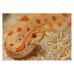 Субстрат из тополя Repti-Zoo Aspen Snake Bedding 2,4л SB001