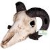 Декорация в террариум Terrario Ram Skull 19x16x11см TR191712