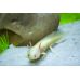 Аксолотль белый, альбинос (Axolotl albino)