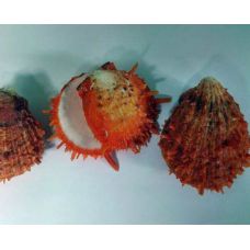 Раковина для аквариума Спондилус барбатус оранжевый