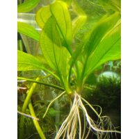 Растение Эхинодорус вертикальный