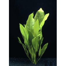 Растение Эхинодорус Блехера