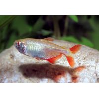 Рыбка Тетра красноплавничковая