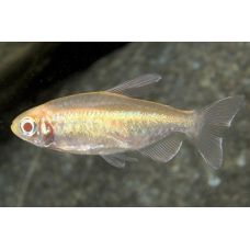Рыбка Тетра Конго Альбинос