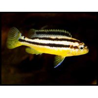 Рыбка Цихлида Меланохромис золотой 