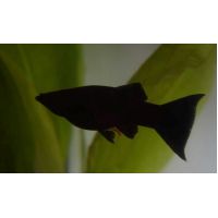 Рыбка Моллинезия черная