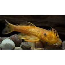 Рыбка Анцитрус золотой (сомик)