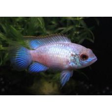 Рыбка Наннакара неоновая голубая