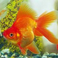 Рыбка Золотая Риукин красный (Импорт)