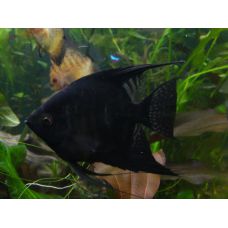 Рыбка Скалярия черная