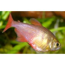 Рыбка Тетра фон-рио