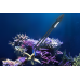 Maxspect Coral Tweezers