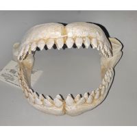 Челюсти акулы керамические А8111568