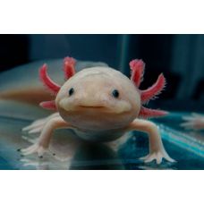 Аксолотль белый, альбинос (Axolotl albino)
