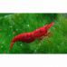 Креветка неокардина Красный огонь (Neocaridina Red Fire) Креветка неокардина Красный огонь (Neocaridina Red Fire)