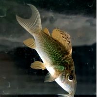 Рыбка Коридорас рабатуи