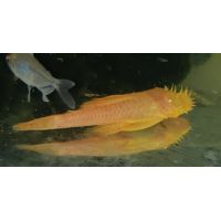 Рыбка Анцитрус альбінос (сомик)