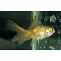 Рыбка Золотая Вуалехвост 1.5-2см