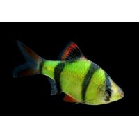 Рыбка Барбус суматранский зеленый Glo Fish