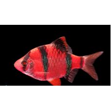 Рыбка Барбус суматранский красный Glo Fish
