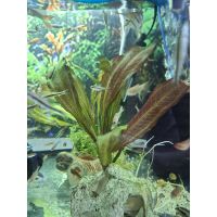 Эхинодорус Красное Пламя (Echinodorus Red Flame)