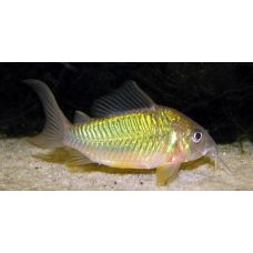 Рыбка Коридорас Изумрудный брохис (сомик)