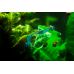 Креветка неокардина синяя Блю Дрим "Синяя мечта" (Neocaridina Blue Dream Shrimp) Креветка неокардина синяя Блю Дрим "Синяя мечта" (Neocaridina Blue Dream Shrimp)
