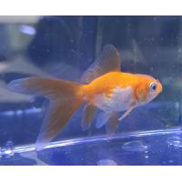 Рыбка Золотая Оранда красно-белая 3-4см