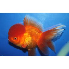 Рыбка Золотая Оранда красная (Импорт)
