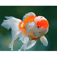 Рыбка Золотая Оранда красно-белая 4-5см (Импорт)