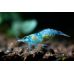 Креветка неокардина синяя Блю Дрим "Синяя мечта" (Neocaridina Blue Dream Shrimp) Креветка неокардина синяя Блю Дрим "Синяя мечта" (Neocaridina Blue Dream Shrimp)