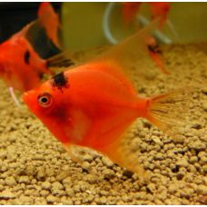 Рыбка Скалярия красный дьявол