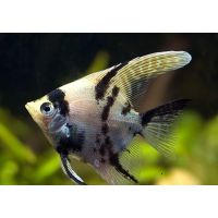 Рыбка Скалярия березка