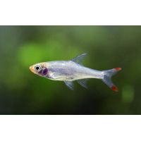 Рыбка Красноносая расбора (Совбва)