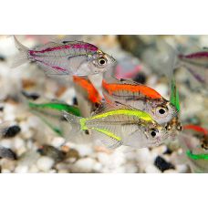 Рыбка Окунь стеклянный цветной GLO