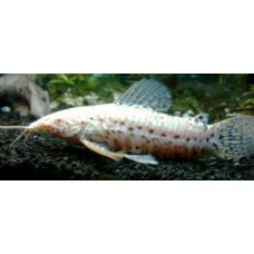 Рыбка Таракатум альбинос (сомик)