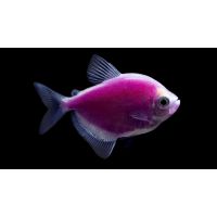 Рыбка Тернеция фиолетовая Glo Fish