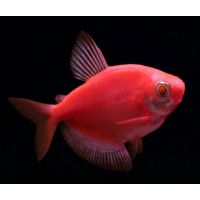 Рыбка Тернеция (красная) Glo Fish