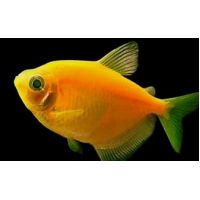 Рыбка Тернеция оранжевая Glo Fish