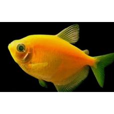 Рыбка Тернеция оранжевая Glo Fish