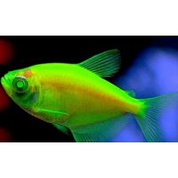 Рыбка Тернеция салатовая Glo Fish