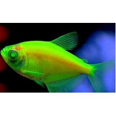 Рыбка Тернеция салатовая Glo Fish