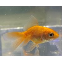 Рыбка Золотая Вуалехвост 3-4см