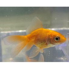 Рыбка Золотая Вуалехвост 2см