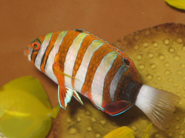 Рыба-арлекин