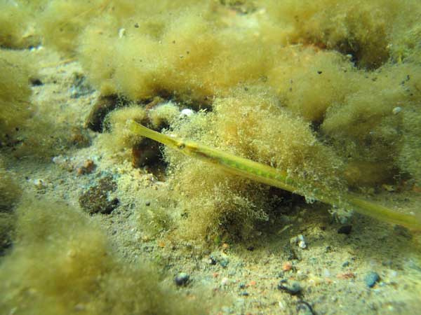 Рыба-шило